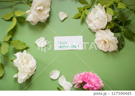 Cut White and pink rose on clean green background 127500485