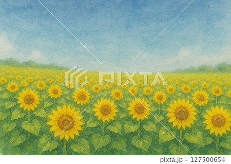 ひまわり畑　青空 127500654