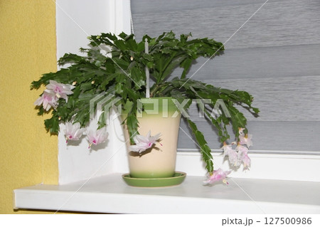Room decoration. Beautiful pink and white flowers of Schlumbergera on windowsill Room decoration. Beautiful pink and white flowers of Schlumbergera on windowsill 127500986