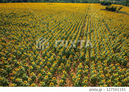 rows of blooming yellow sunflowers rows of blooming yellow sunflowers 127501191