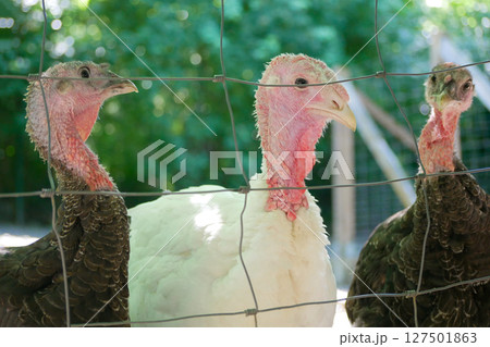 Farm turkey on a lawn behind the fence 127501863