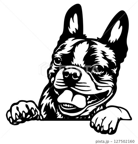 Boston Terrier Dog - Peeking Dog Breed - Pet Dog Vector Portrait, Dog Silhouette Stencil 127502160