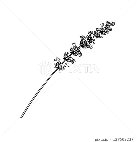 Lavender flower. Black and white vector, hand-drawn graphic illustration. A design element for packaging, postcards, and labels. For banners, flyers and posters. Lavender flower. Black and white vector, hand-drawn graphic illustration. A design element for packaging, postcards, and labels. For banners, flyers and posters. 127502237