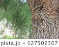 Lizard resting on textured tree trunk. Wildlife in natural habitat 127502367