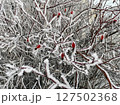 Frost-covered rosehip branches in winter. Red berries and snowy twigs 127502368