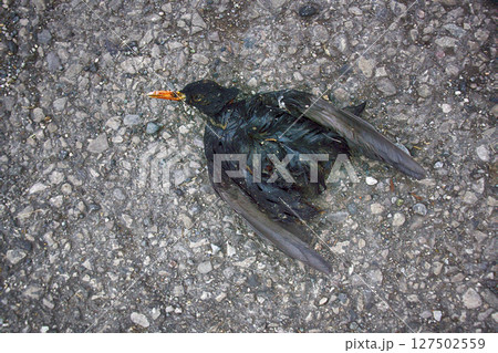 Corpse of Starling in grass 127502559