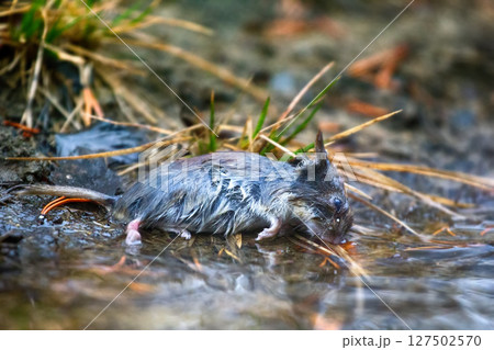 dead mouse in nature dead mouse in nature 127502570