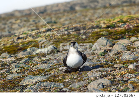 Arctic Skua is real predator and robber for Arctic bird Arctic Skua is real predator and robber for Arctic bird 127502667