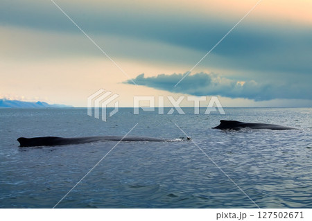 Whales in the Pacific ocean 127502671