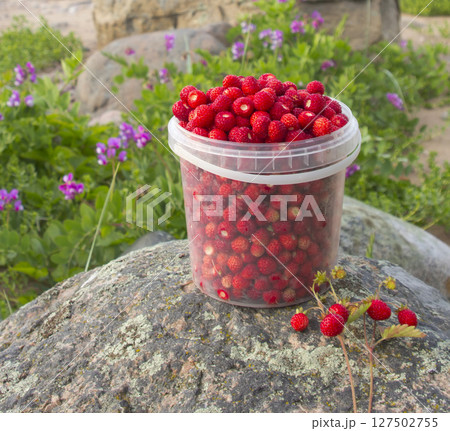 collected berry collected berry 127502755
