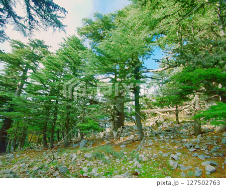 wild natural hillside and pine forest wild natural hillside and pine forest 127502763
