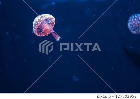 underwater photography jellyfish mastigias papua, spotted jelly, lagoon jelly, golden medusa 127502958