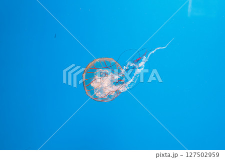 underwater photography jellyfish Chrysaora fuscescens, Pacific sea nettle, West Coast sea nettle underwater photography jellyfish Chrysaora fuscescens, Pacific sea nettle, West Coast sea nettle 127502959