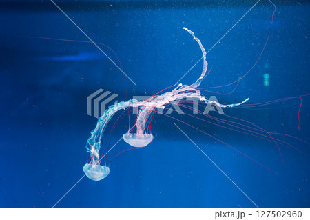 underwater photography jellyfish Purple striped jelly. Chrysaora colorata 127502960