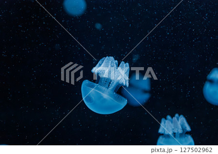 underwater photography jellyfish Blue Blubber Jelly, Catostylus mosaicus underwater photography jellyfish Blue Blubber Jelly, Catostylus mosaicus 127502962