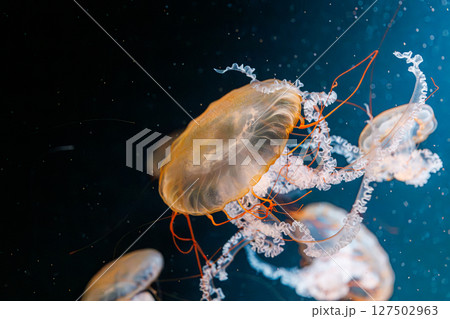 underwater photography jellyfish Chrysaora fuscescens, Pacific sea nettle, West Coast sea nettle underwater photography jellyfish Chrysaora fuscescens, Pacific sea nettle, West Coast sea nettle 127502963