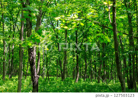 緑の森 127503123