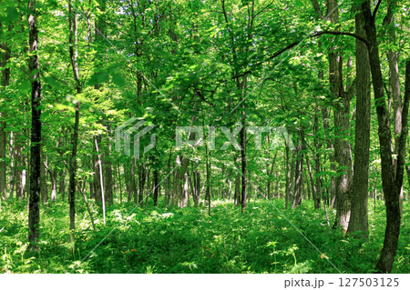 緑の森 127503125