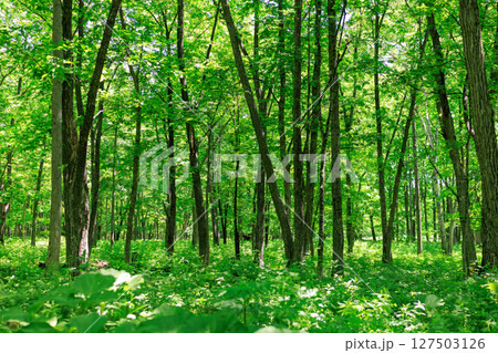 緑の森 127503126