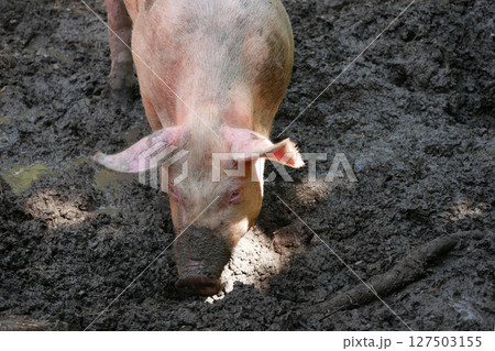 A farm pig digs its nose into a mud puddle A farm pig digs its nose into a mud puddle 127503155