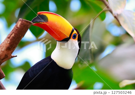 オニオオハシ 鳥 くちばし黄色 オニオオハシ 鳥 くちばし黄色 127503246