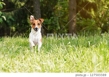 Jack Russell terrier running towards camera over green grass meadow, her fur wet from swimming in river, Jack Russell terrier running towards camera over green grass meadow, her fur wet from swimming in river, 127503389