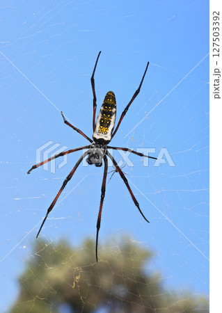 Red legged golden orb weaver spider female - Nephila inaurata madagascariensis, resting on her nest, sun over blurred bushes and sky in background 127503392