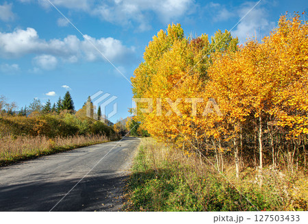 Asphalt country road, with autumn coloured yellow trees and grass on sides, nice blue sky in distance 127503433