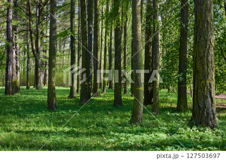 A spring park on a clear sunny day, fresh green foliage on black trunks and branches of trees, a background light illuminates the foliage A spring park on a clear sunny day, fresh green foliage on black trunks and branches of trees, a background light illuminates the foliage 127503697
