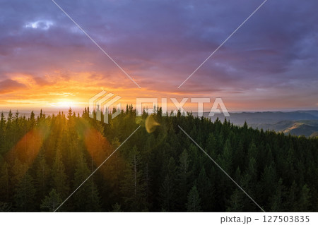 Dark pine forest illuminated with bright setting sun. Aerial view of colorful sunset in wild mountains. Beautiful nature landscape 127503835