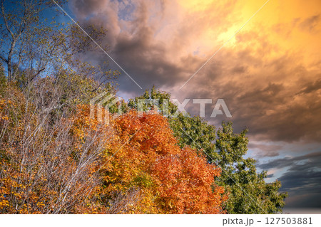 Colorful fall foliage in autumnal park. Yellow forest leaves landscape 127503881