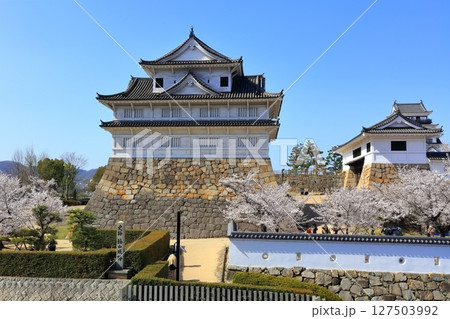 【広島県】桜咲く春の福山城(復興後)福山城桜まつり 【広島県】桜咲く春の福山城(復興後)福山城桜まつり 127503992