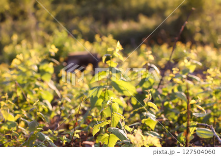Mixed forest area after felling with young growth. 127504060