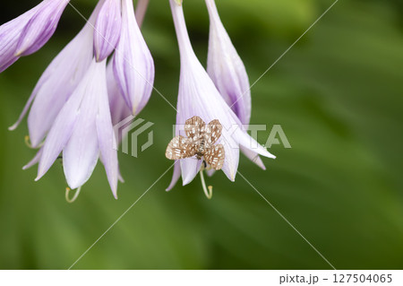 Hosta plant with purple flowers. 127504065