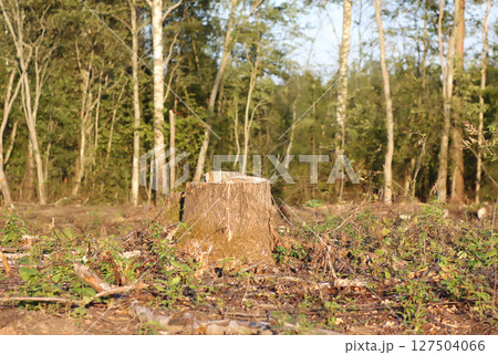 Mixed forest area after felling with young growth. Mixed forest area after felling with young growth. 127504066