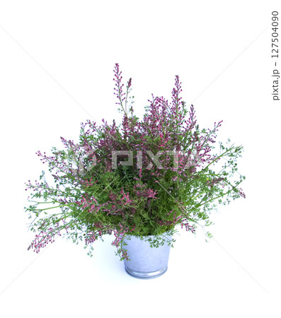 Beautiful bouquet of mixed summer flowers in a metal bucket on a white background. Beautiful bouquet of mixed summer flowers in a metal bucket on a white background. 127504090