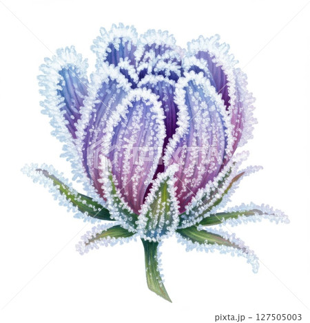 Frozen Purple Flower Bud Close Up 127505003