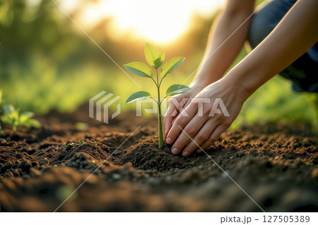 Close-up of hands planting a young plant in fertile soil at sunset. AI generated 127505389