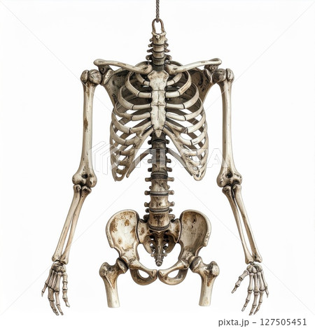 Detailed Human Skeleton Anatomy on White Background 127505451