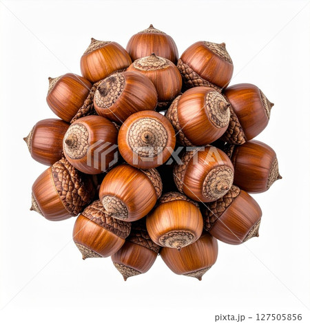 Brown Acorn Cluster on White Background 127505856