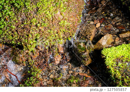 【水飛沫】渓流の水飛沫【長野県】 127505857