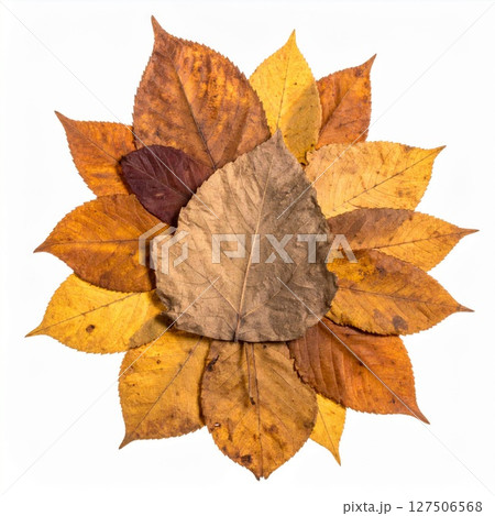 Autumn Leaves Arrangement: Dried Yellow Orange Brown Leaves on White 127506568