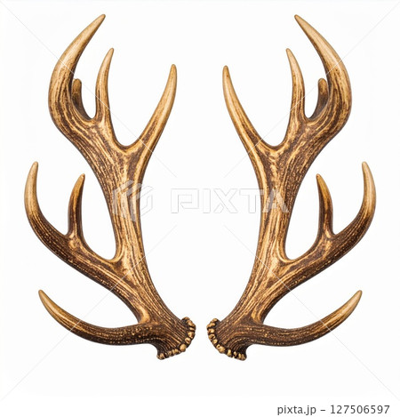 Close-up of Brown Deer Antlers on White Background 127506597