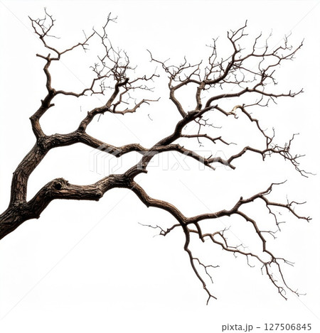 Bare Tree Branch Against White Background 127506845