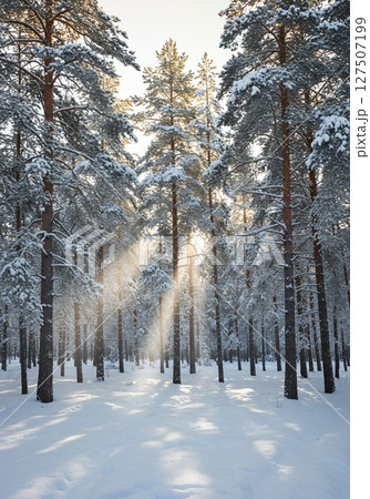 Sunlit Winter Forest Path Snow Covered Pine Trees 127507199
