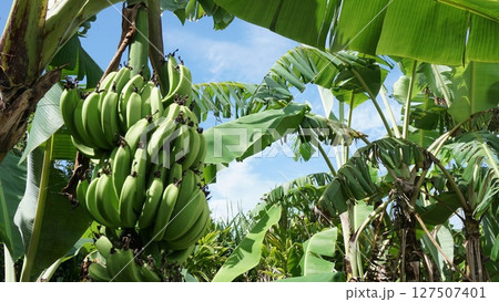ジャングルに育つバナナ ジャングルに育つバナナ 127507401