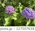梅雨の晴れ間に咲くアジサイ 127507638
