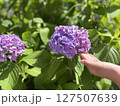 梅雨の晴れ間に咲く紫陽花と子どもの手 127507639