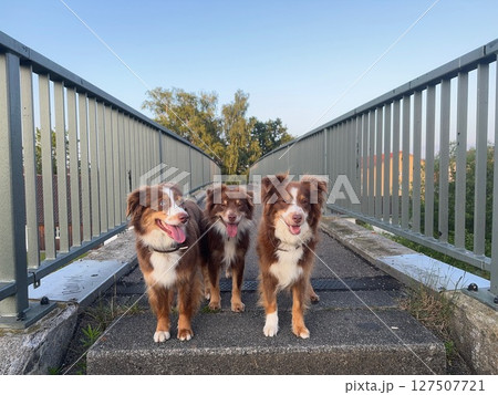 Three dogs are standing on a bridge, looking up at the sky Three dogs are standing on a bridge, looking up at the sky 127507721