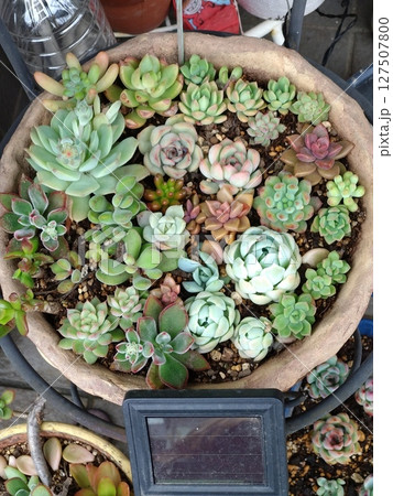 多肉植物の寄せ植え 127507800